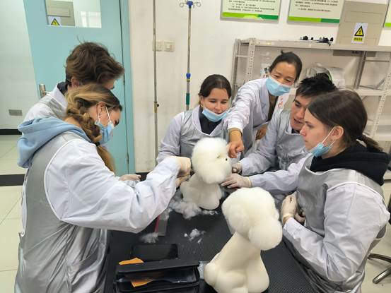 俄罗斯师生学习宠物美容技术