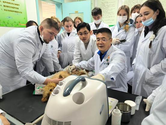 俄罗斯师生学习犬导尿技术