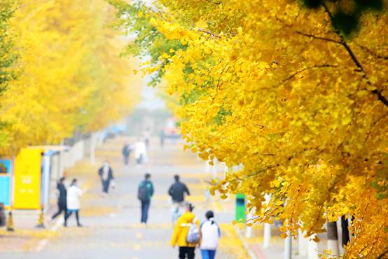 树上的叶子中度可信度描述已自动生成